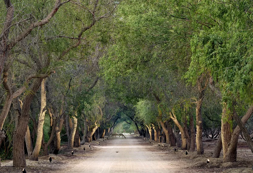 Ghaf forest avenue