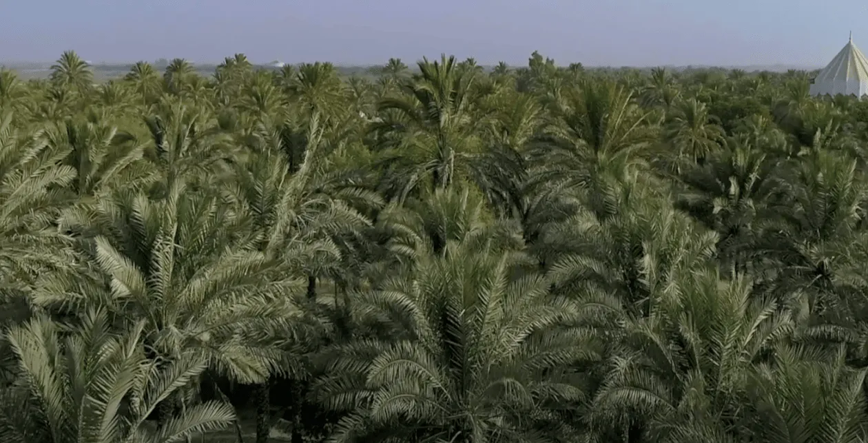 Palm grove within the Al Jurf landscape