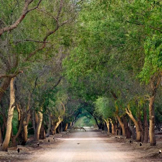 Shaded woodland trail beneath a canopy of mature trees